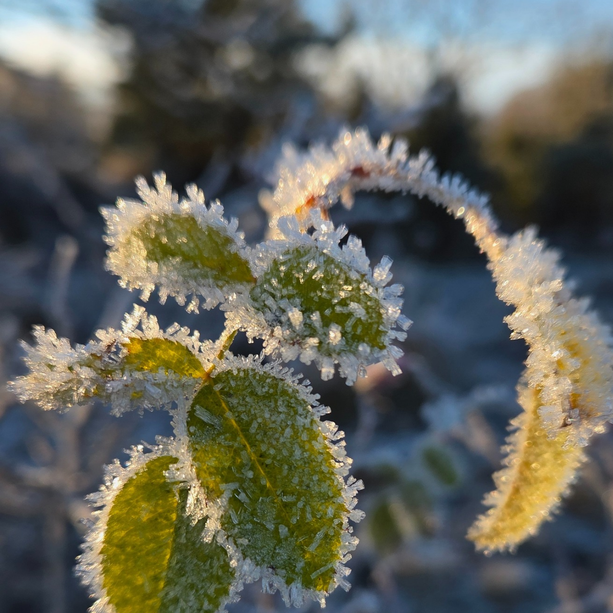 Online-nõustamine 45 min 🇪🇪 🇬🇧